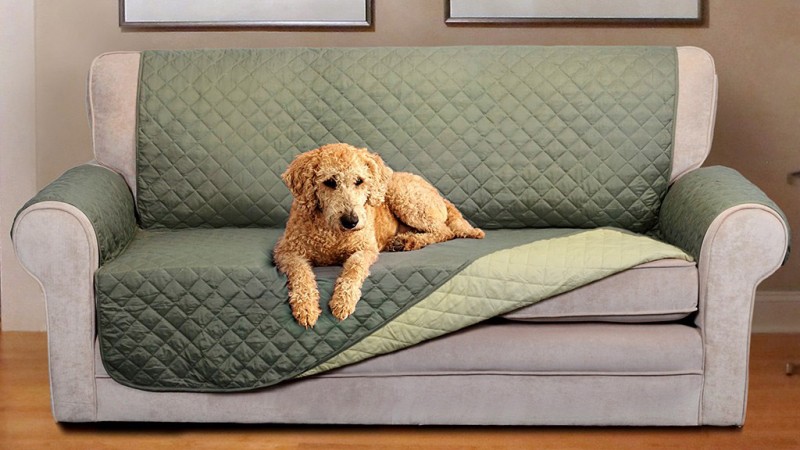 405 0 Dog On A Couch