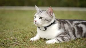 Cat wearing a collar camera outdoors exploring the garden