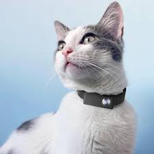 Close-up of a cat collar camera mounted on a cat