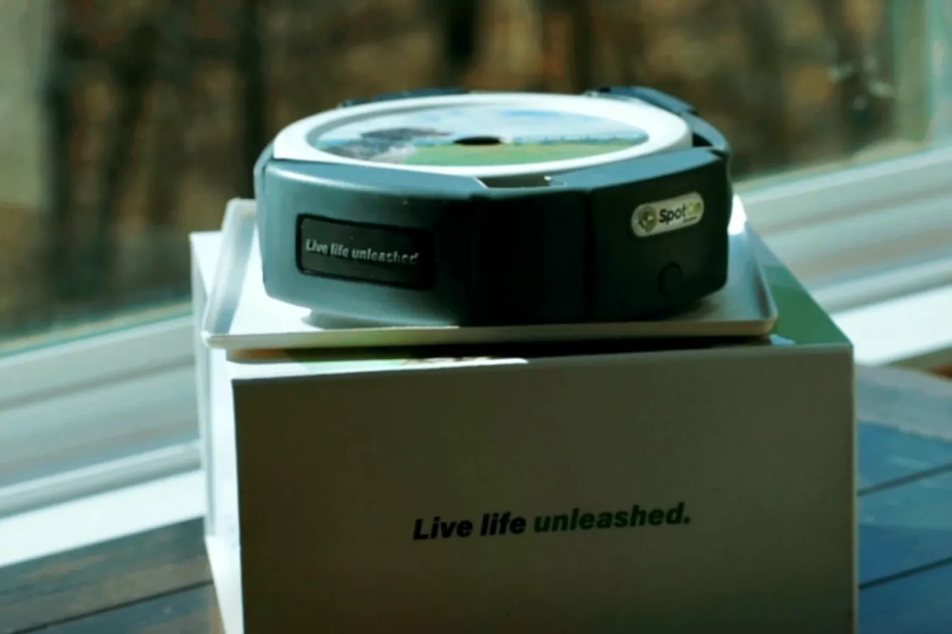 Senior Labrador Retriever wearing a black harness lying on grass — dogs naturally conceal pain signals