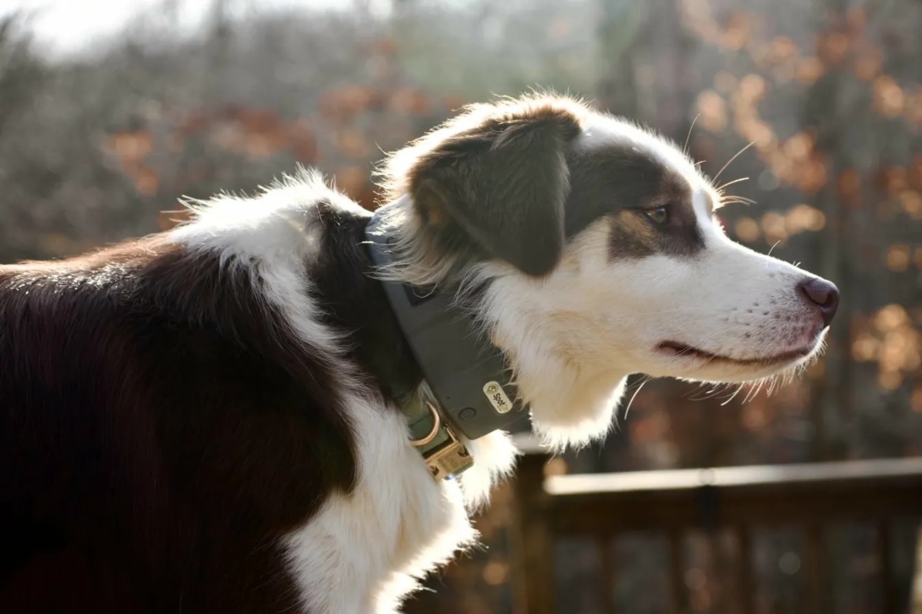 PetPace V3.0 AI Smart Collar shown with health monitoring app dashboard and Golden Retriever