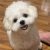 cropped dog1.jpg