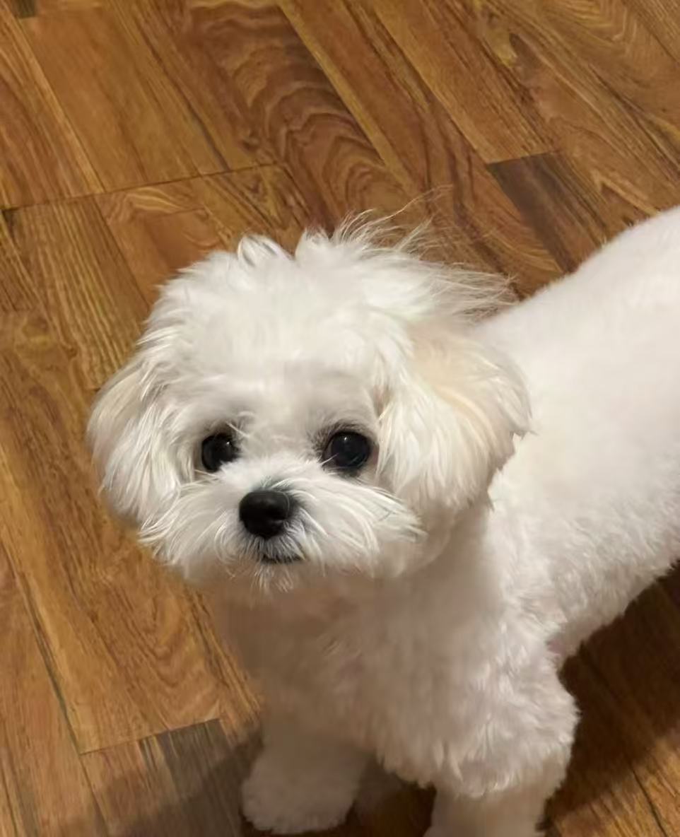 Snowy the Maltese