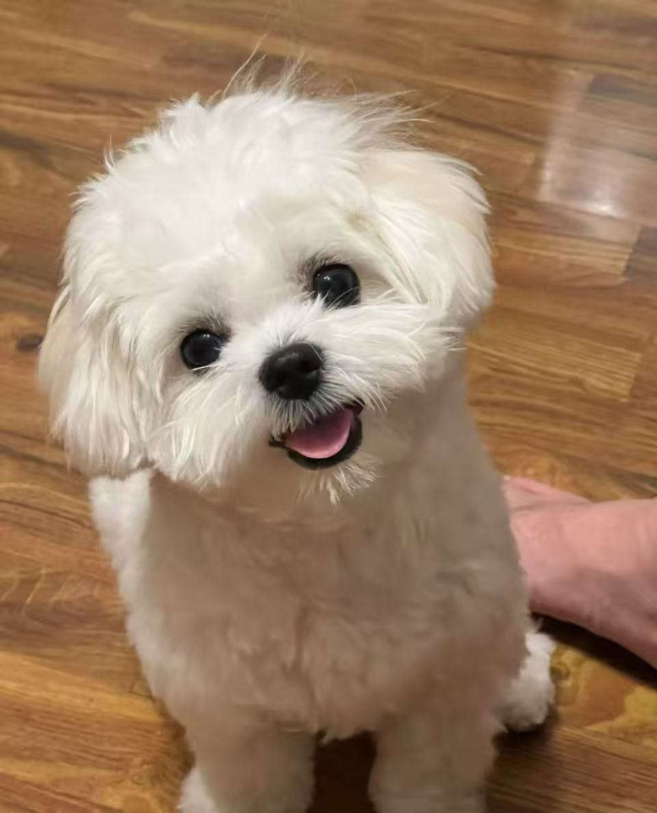 Snowy the Maltese after a fresh grooming session