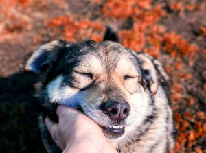 Istockphoto 1142494711 612x612 1 300x223