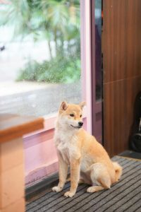 Pexels Photo 24601791 200x300