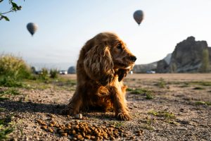 Pexels Photo 28397199 1 300x200