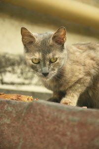 Pexels Photo 28512166 200x300