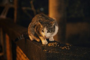 Pexels Photo 30469386 300x200